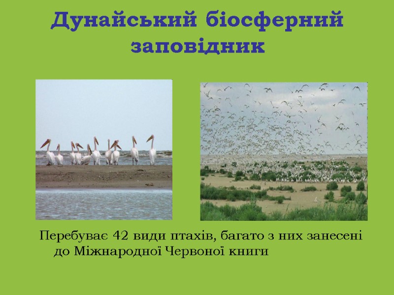 Дунайський біосферний заповідник  Перебуває 42 види птахів, багато з них занесені до Міжнародної